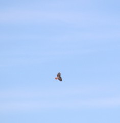 Buteo jamaicensis