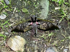 Adhemarius sexoculata