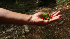 Capsicum annuum glabriusculum