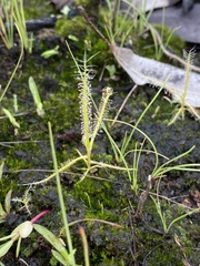 Drosera serpens