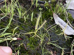 Drosera serpens