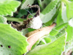 Oxyopes hasta