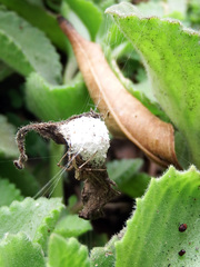 Oxyopes hasta