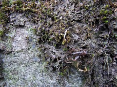 Duolandrevus coulonianus