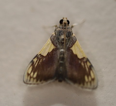 Rehimena cissophora