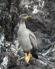Phalacrocorax featherstoni