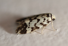 Goniosema anguliscripta