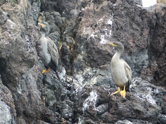 Phalacrocorax featherstoni