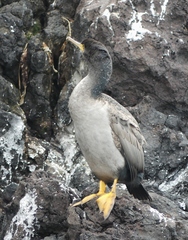 Phalacrocorax featherstoni