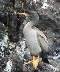 Phalacrocorax featherstoni