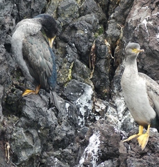 Phalacrocorax featherstoni