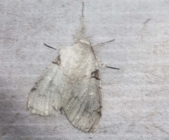 Calliteara diplozona