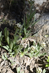 Antennaria lanata