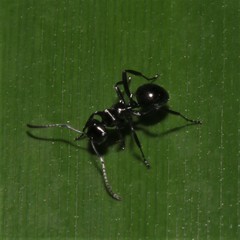 Polyrhachis clio