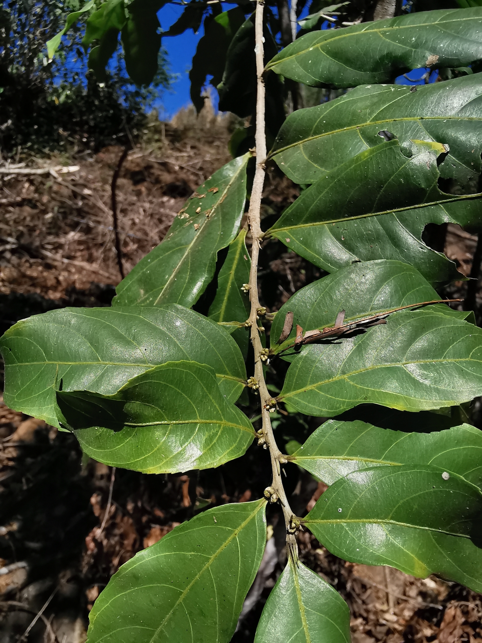 Imagem de Pimenta-de-macaco
