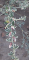 Lotus glinoides