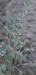 Lotus glinoides