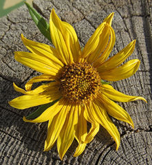 Helianthus nuttallii