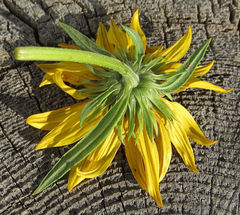 Helianthus nuttallii