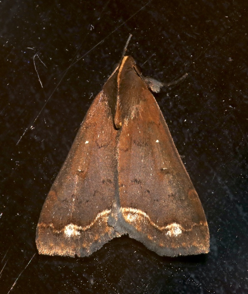 Rejectaria cocytalis