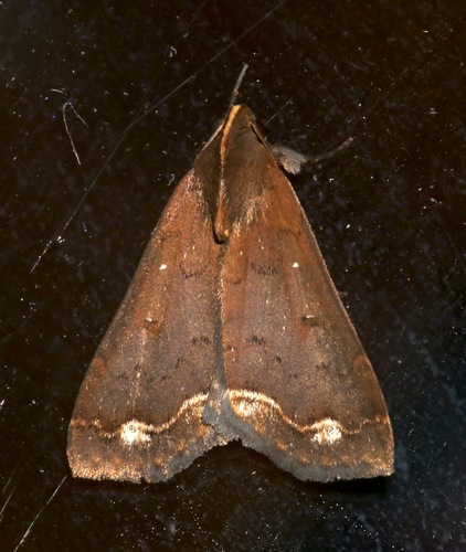 Rejectaria cocytalis