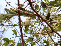 Vireo flavoviridis