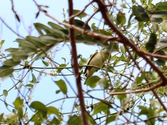 Vireo flavoviridis