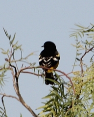 Icterus parisorum