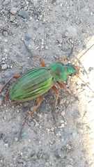 Carabus auratus