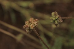 Daucus melananthus