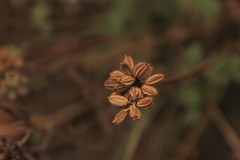 Daucus melananthus