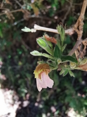 Justicia salviiflora