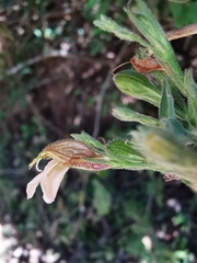 Justicia salviiflora