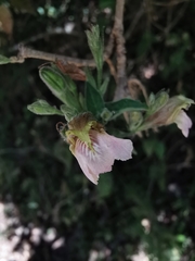 Justicia salviiflora