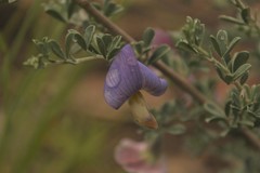 Lotononis sericophylla