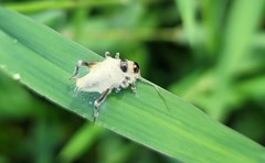 Entomophaga grylli
