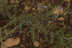 Lotononis sericophylla