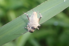 Entomophaga grylli