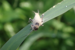 Entomophaga grylli