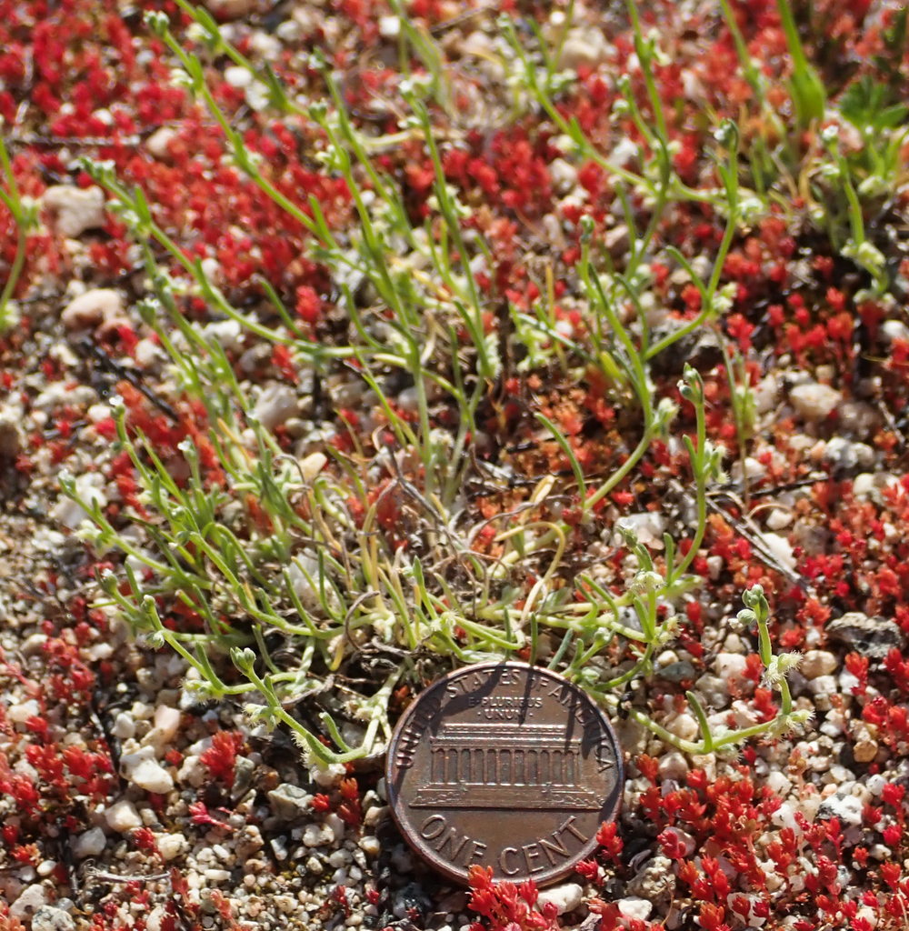 sleeping combseed (Pectocarya penicillata) - Botanical Realm