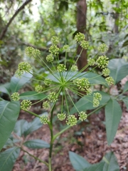 Mackinlaya macrosciadea