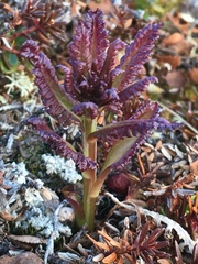 Pedicularis lapponica