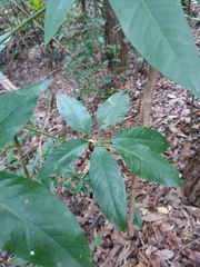 Mackinlaya macrosciadea