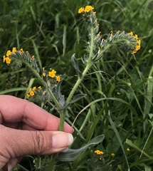 Amsinckia lycopsoides