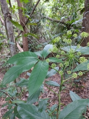 Mackinlaya macrosciadea