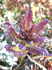 Pedicularis lapponica