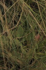 Senecio discodregeanus