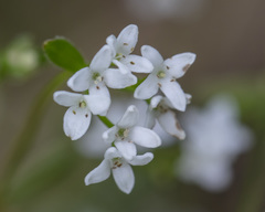 Galium labradoricum