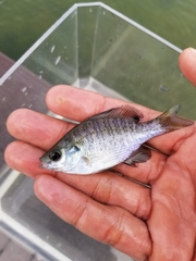 Lepomis macrochirus