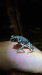 Leptobrachium hendricksoni